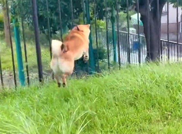 草むらをぴょんぴょん飛び跳ねる柴犬がTwitter上で話題を集めた（柴犬勇者むぎさん提供、Twitterよりキャプチャ撮影）
