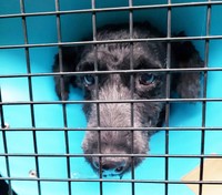 保護からすぐに動物病院へ