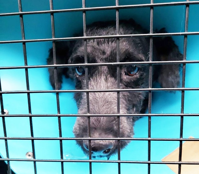 保護からすぐに動物病院へ