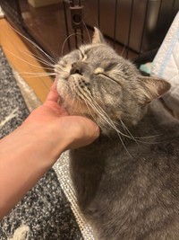 撫でてもらうとめろめろに～（画像提供：りんくんとおとちゃん）