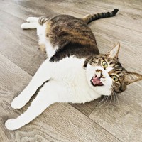 床上にゴロン！ のびのび過ごすちーちゃん（画像提供：ミヤモトナオキさん）