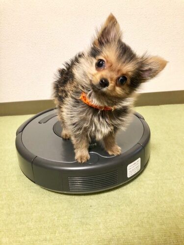 家にきたころの「おこげ」