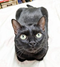 これぞ香箱座り！ きれいにちょこんと座るごまちゃん（画像提供：ぺぺ太さん）