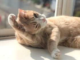 犬の散歩途中に見つけた甘え上手な子猫　保護主はメロメロに