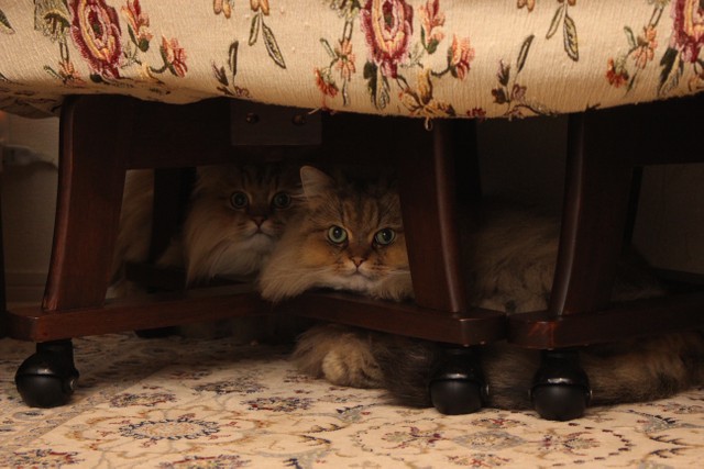 ソファの下から警戒の目を光らせる大黒天（右）と福禄寿