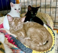 お迎え当初、小さかったショボくん（画像提供：大和なでしこさん）