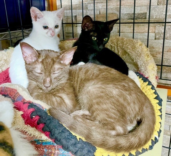 お迎え当初、小さかったショボくん（画像提供：大和なでしこさん）