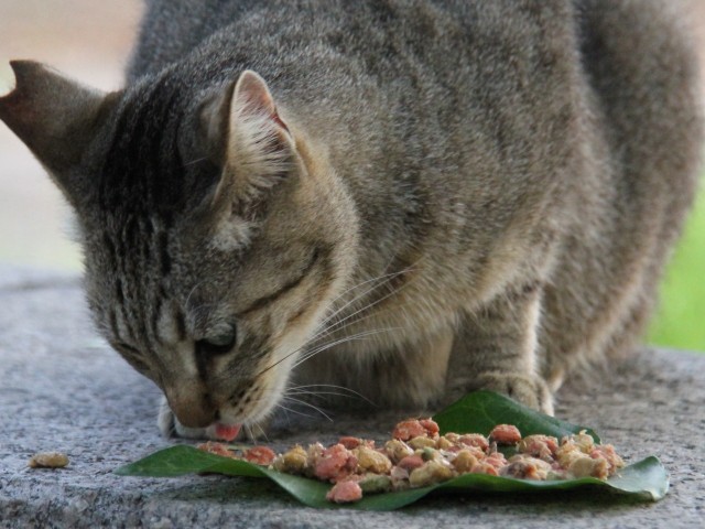 耳先にカットのある猫 その理由を知っていますか ３月22日は さくらねこの日 犬 猫との幸せな暮らしのためのペット情報サイト Sippo