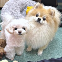 「おやつ、ちょうだい？」 一緒にアピールする（左から）うるちゃん、そるくん（画像提供：ぷりてぃーぬさん）