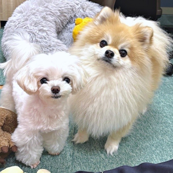 「おやつ、ちょうだい？」 一緒にアピールする（左から）うるちゃん、そるくん（画像提供：ぷりてぃーぬさん）