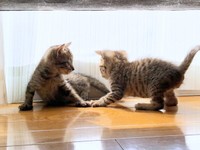 台風の日、一緒に保護されたこてつくんとこむぎくん（画像提供：こころのねこさん）