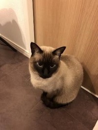 ふわふわの毛並みがかわいい