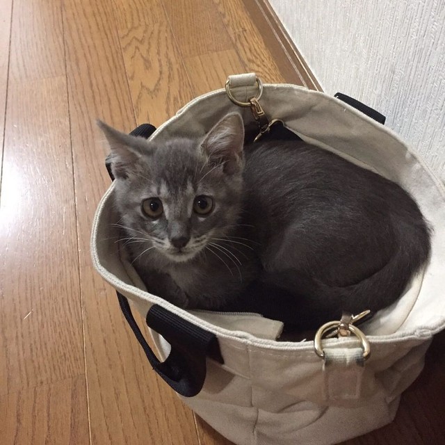 袋の中が大好き