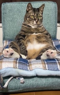 「おっ、このドラマ面白いにゃ！」（提供：にゃんてこった。さん）