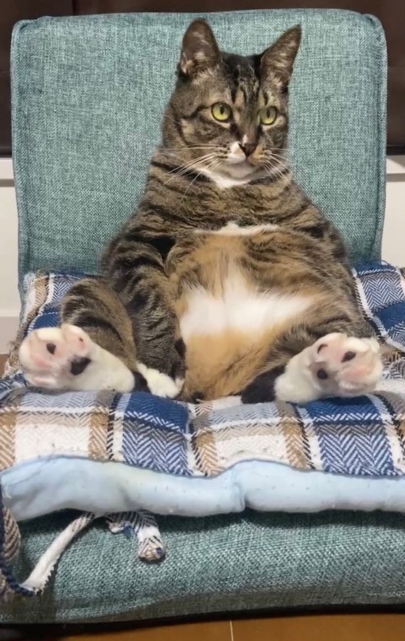 「おっ、このドラマ面白いにゃ！」（提供：にゃんてこった。さん）