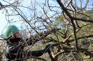 岡山後楽園で梅の木のせん定作業　1月13日～1月15日