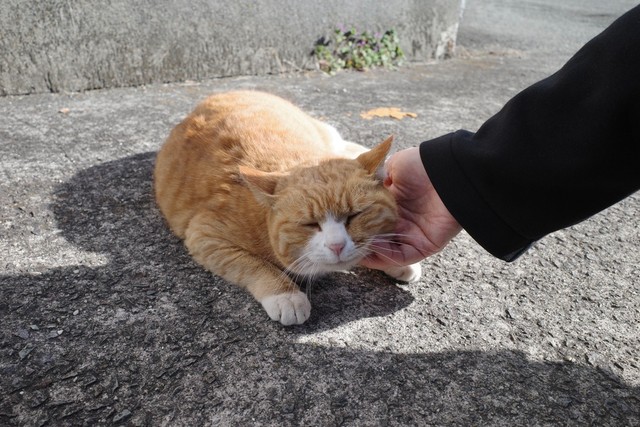 負けてすぐに慰められる茶トラ猫ちゃん（提供：腹よわボーイさん）