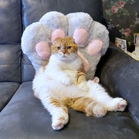 肉球クッションにもたれてくつろぐぽんたくん（画像提供：ぽんた師匠さん）