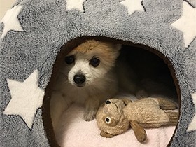 なでてほしいとき、すぐにゴロン　ポメラニアンの「コロン」