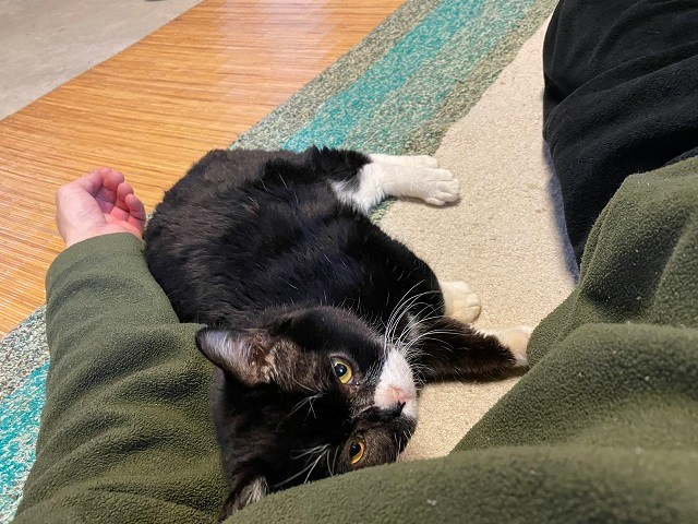 もんたくんは、甘えん坊さん（提供写真）