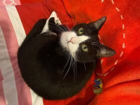 とびきりかわいい顔で「ニャーニャーニャー」　アピール上手なMIX猫「ハチ」