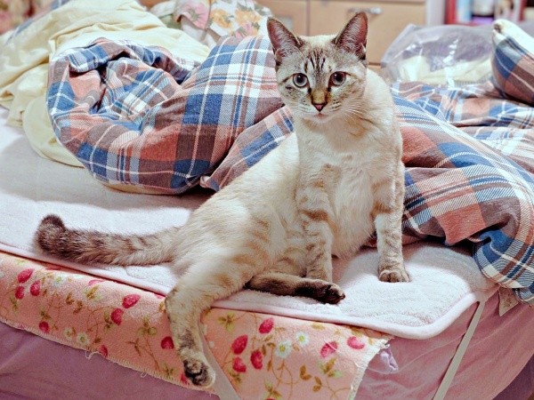 セクシーポーズがかわいい！ 成長した猫のルナちゃん（画像提供：ひよぷー UNIRICOさん）
