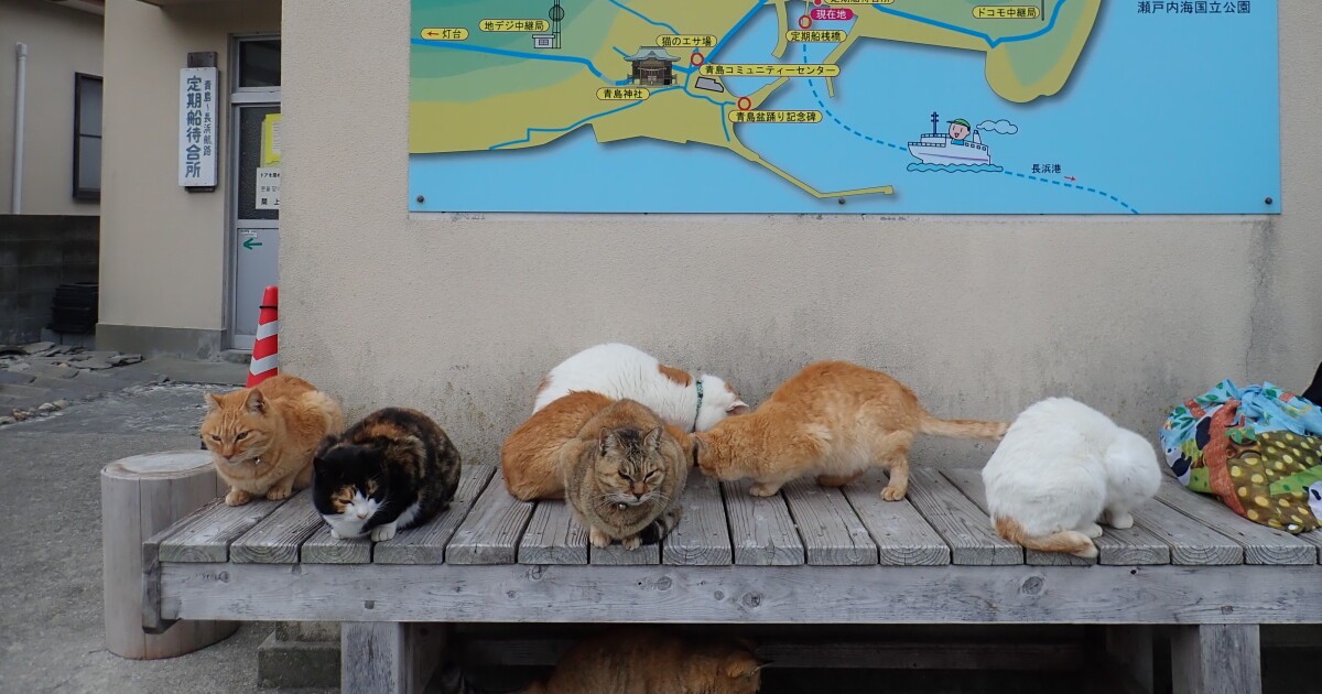 猫の楽園」青島のリアル 過去に“島まるごと多頭崩壊”の危機、迫る無人