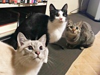 それなあに？じっと見つめる（左から）シロくん、クロちゃん、トラちゃん（画像提供：またまた一匹増えて五猫（ｺﾞﾆｬﾝ）のぱぱになりました。さん）