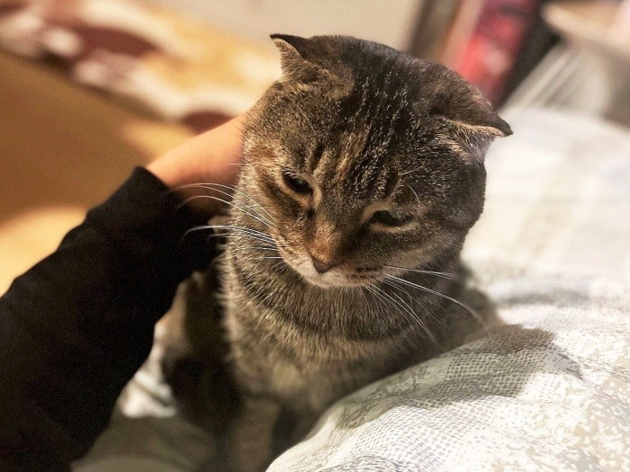 おずおずと甘え始めたメルル