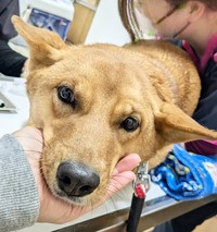 他のワンコの命のための供血犬としてがんばりました