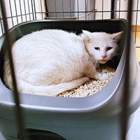 2022年、保護当初のおもちちゃん（画像提供：ちったんさん）