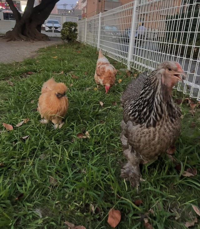 毎日3羽一緒に散歩。徐々に仲良くなってきているそう／藤田さん（@-ChickensChannel）提供