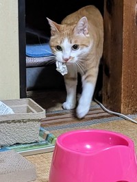 何を運んできてくれたのかな？（画像提供：ふみさん）