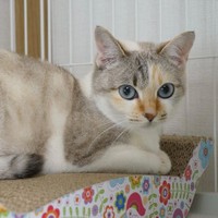 家に迎えた時からずっと気に入って使っている爪研ぎの上で