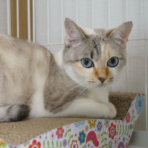 家に迎えた時からずっと気に入って使っている爪研ぎの上で