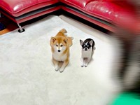 「おやつ、ちょうだい」 いつも一緒にアピールする（左から）あずきちゃん、同居犬のいくらちゃん（画像提供：林さん）