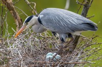 巣の卵を守るアオサギ  ※画像はイメージです（Richard Semik／stock.adobe.com）