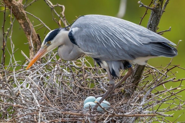 巣の卵を守るアオサギ  ※画像はイメージです（Richard Semik／stock.adobe.com）