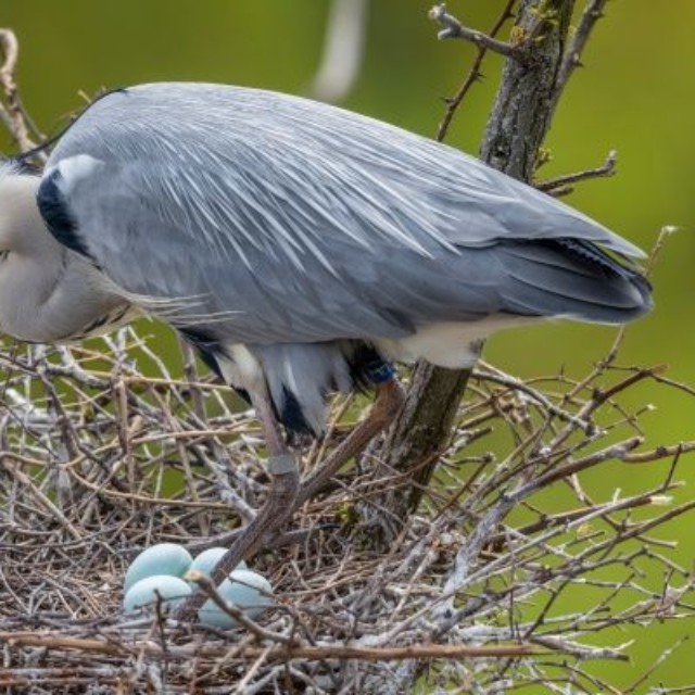 巣の卵を守るアオサギ  ※画像はイメージです（Richard Semik／stock.adobe.com）