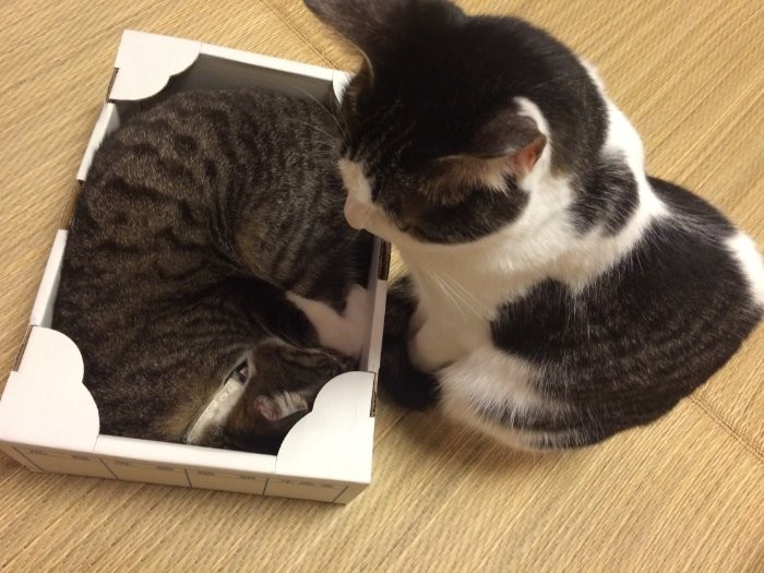 2匹で遊んでいるところ「ワッポ箱から出てー、次は私の番よ」