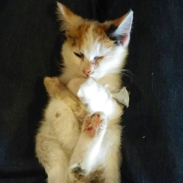 保護したあと、治療していたころのつ（知宏さん提供）