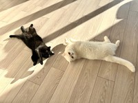 一緒に仲良く寝転ぶこてつくんとかげちゃん（提供：こてつくんとかげつちゃんさん）