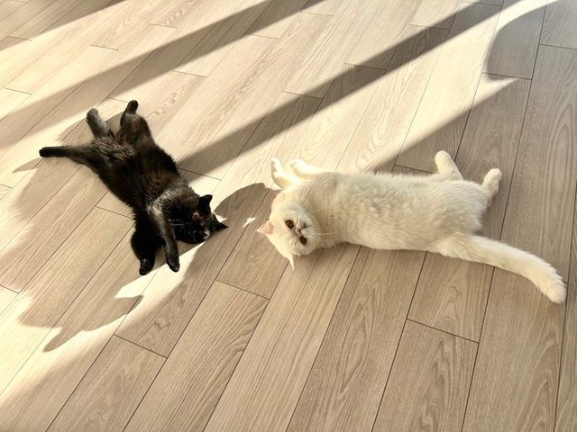 一緒に仲良く寝転ぶこてつくんとかげちゃん（提供：こてつくんとかげつちゃんさん）