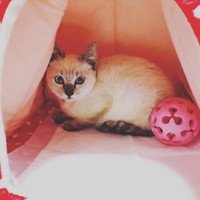 家に来た頃、警戒してハウスの奥に引きこもる