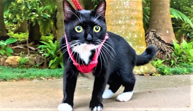 ワンちゃんのようにお散歩する黒猫ちゃんが「かわいい」と話題 コロナ