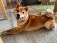 むぎまるくん･･･ツンデレなんです（柴犬勇者むぎさん提供）
