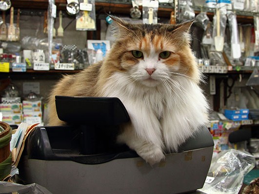売り物のフライパンや鍋の中に猫？！　保護猫にやさしい金物店