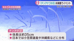１１月１１日はチンアナゴの日　仙台うみの杜水族館で貴重な姿を楽しむイベント