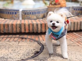 ベルをチーンと鳴らしてオヤツをおねだり　ポメ「へむへむ」