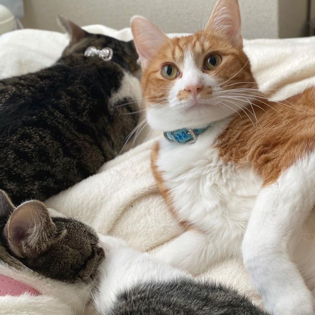 みんなともすぐに仲良しに。人間とは距離を置く。